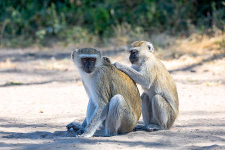 family of Vervet monkey, Chlorocebus pygerythrus in chobe national park, Botswana, Africa safari wildlifeの写真素材