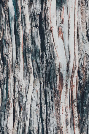 dry tree bark texture and background, nature vintage conceptの写真素材