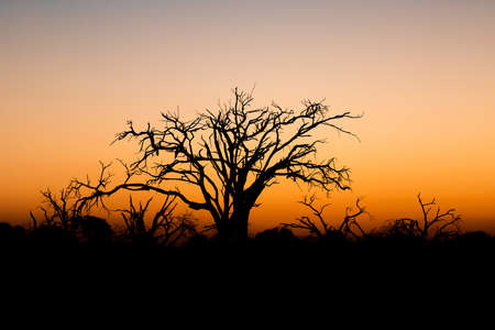 idyllic calm sunset with tree silhouette in front, Moremi Game reserve, Okavango Delta, Africa wildernessの写真素材