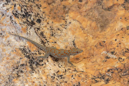 Small night gecko in natural habitat of Namib desert, Stenodactylus petrii. Brandberg mountain,...