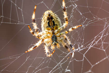 Garden cross spider sitting on web - back side portrait, Araneus diadematus, Europe, Czech Republic...