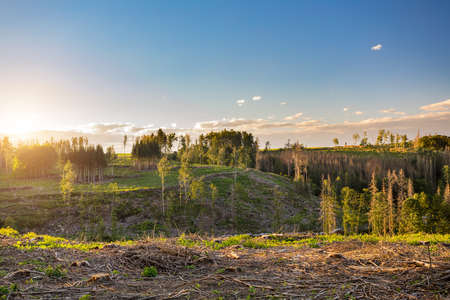 Harvested forest in countryside after bark beetle attack calamity. Unwanted deforestation in highland in Czech Republic, European landscapeの写真素材