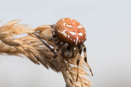 common forest cross spider sitting on grass, Araneus diadematus, Europe, Czech Republic wildlifeの写真素材