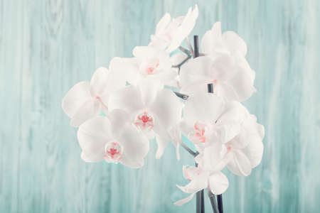 romantic branch of white orchid on blue wooden background, studio shootの写真素材