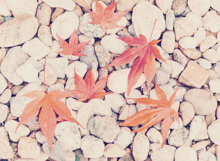 composition of fall autumn Leaves over pebbles background