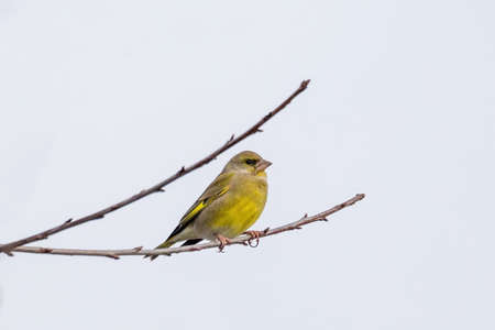 European greenfinch - Carduelis chloris On Nature Branch Tree in winter timeの写真素材