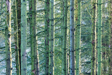 Spruce Trunks In A Mossy Forest, bark covered by lichen, Czech Republic Highland, Europe
