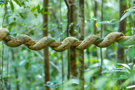 intertwined creeper liana in Masoala rainforest nature habitat, Madagascar wildernessの写真素材