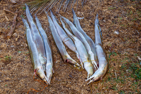 Freshly caught fish from Indian Ocean on ground, Masoala Madagascar