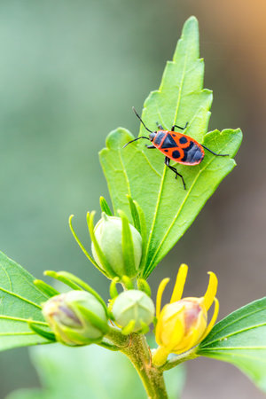 The firebug, Pyrrhocoris apterus, is a common insect of the family Pyrrhocoridae. Czech Republic,...