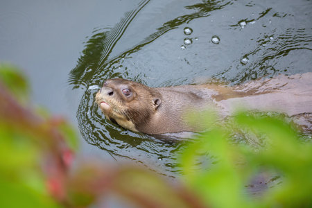 Giant Otter - Pteronura brasiliensis, large fresh water carnivore from South American rivers.の写真素材
