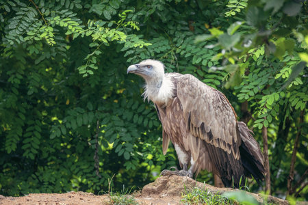 Himalayan vulture or Himalayan griffon vulture (Gyps himalayensis) head and neckの写真素材