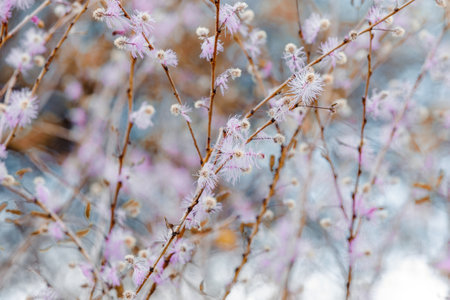 pink blossom tree in Antsiranana mountain, Diego Suarez. Madagascar nature flower.の写真素材