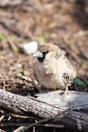 small bird Sociable Weaver (Philetairus socius) at Kalahari transfontier park, South Africaの写真素材