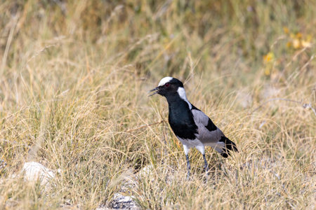 black and white water bird blacksmith lapwing or blacksmith plover (Vanellus armatus) in Etosha...