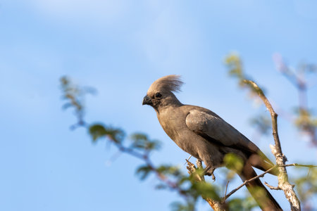 Gray Go-away-bird (Corythaixoides concolor), Bwabwata National Park, Caprivi Strip, Namibia Africa wildlifeの写真素材