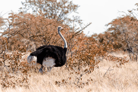 non flying big bird, male of Ostrich (Struthio camelus) in natural habitat Etosha, Namibia wildlife safari.の写真素材