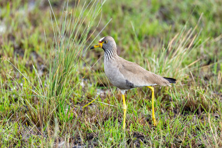 African wattled lapwing (Vanellus senegallus), also known as the Senegal wattled plover or simply...
