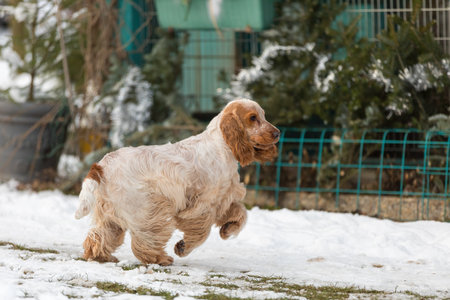 english cocker spaniel dog outdoor in snowy winter gardenの写真素材