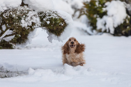 english cocker spaniel dog outdoor in snowy winter gardenの写真素材