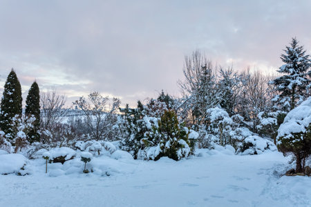 Beautiful evergreen winter garden with conifers and trees covered by fresh snow