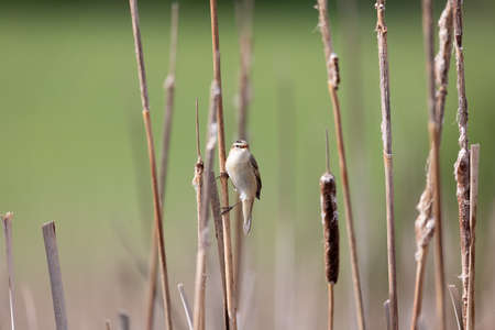 song bird Sedge warbler (Acrocephalus schoenobaenus) sitting on the reeds. Little songbird in the...