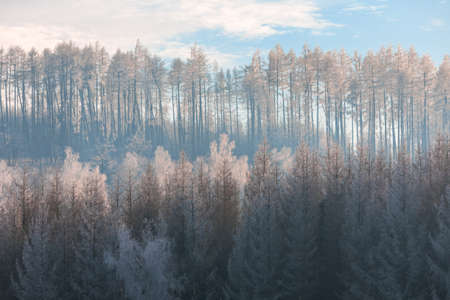 serene winter landscape with trees covered by snow after a major snowfall and frost, Czech Republic...