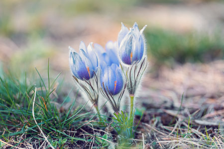 blooming and faded blossom of purple little furry pasque-flower. (Pulsatilla grandis) Blooming in...