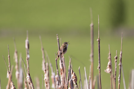 song bird Sedge warbler (Acrocephalus schoenobaenus) sitting on the reeds. Little songbird in the...