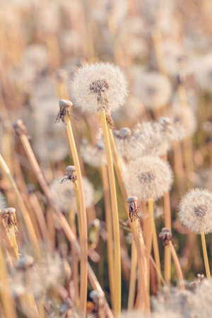 Beautiful dandelion flower with shallow focus in springtime, natural spring background. Blooming meadow.の写真素材