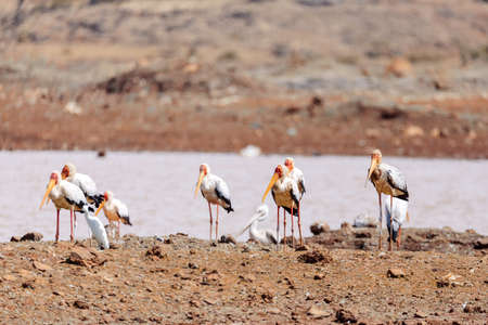Yellow-billed Stork in muddy pond. Mycteria ibis, is a large wading bird in the stork family Ciconiidae. Ethiopia, Bahir Dar, Africa wildlifeの写真素材