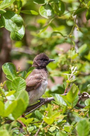 bird common bulbul (Pycnonotus barbatus) is a member of the bulbul family of passerine birds. Hawassa, Ethiopia Africa safari wildlifeの写真素材