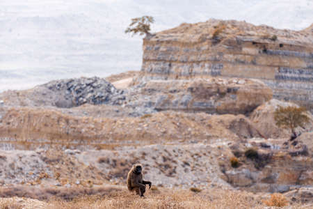 chacma baboon, papio ursinus sitting on the hill edge, also known as the Cape baboon near bridge over blue nile on the road to Dejen. Chacma Is strong and big african monkey. Ethiopia Africa wildlifeの写真素材