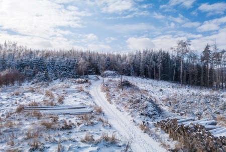 Aerial view of spruce tree in deforested landscape, natural calamity bark beetle attack, winter theme. Czech Republic, Vysocina region highlandの写真素材