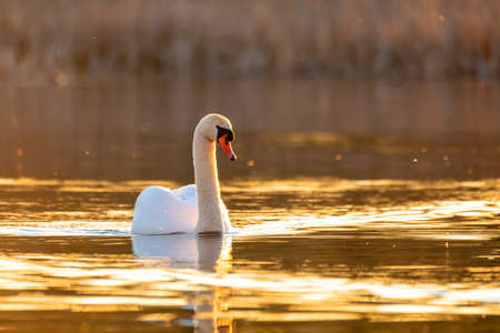 Wild bird mute swan (Cygnus olor) swim in spring on pond, evening sun golden color with nice bokeh on backlight. Czech Republic Europe wildlifeの写真素材