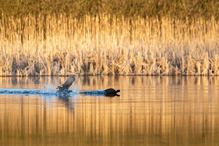 black water bird Eurasian coot, Fulica atra, running on pond surface, morning sun golden color....