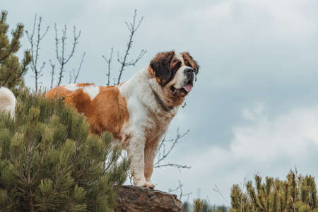 Working breed of dog, St. Bernard female in the early spring garden, best friend, and guard with sad...
