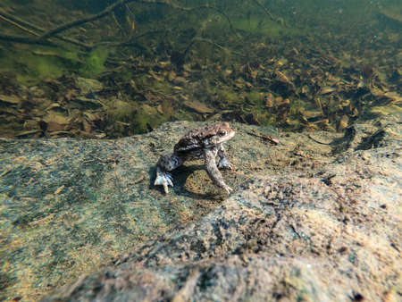 Common toad or European-toad, Bufo bufo in natural environment, floating on spring pond, showing his orange eyes - Czech Republic, Europe wildlifeの写真素材