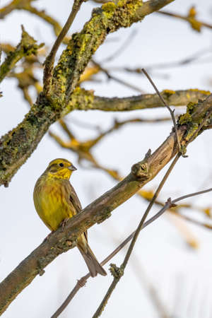 yellowhammer in spring, Emberiza citrinella, is a passerine bird in the bunting family that is native to Eurasia. Springtime in Czech Republic, Europe wildlifeの写真素材