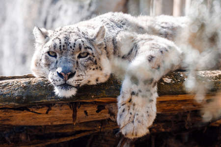 beautiful cat snow leopard - Irbis, Uncia uncia, endangered species in worldの写真素材