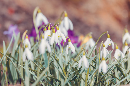 first flower Galanthus Snowdrop bloom in spring garden with violet flower background