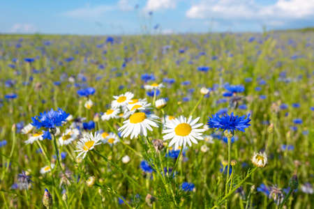 Beautiful blue Cornflower Centaurea cyanus. Beautiful flowers with blue bloom in summer meadow, Summer agriculture concept and landscape with blue sky.の写真素材