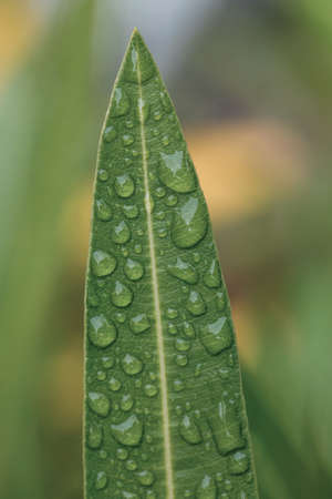 water drops on green leaf, natural background wallpaper