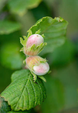 The hazel (Corylus). Green unripe hazelnuts on the tree twig with green leaves.の写真素材