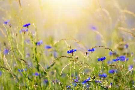 Beautiful blue Cornflower Centaurea cyanus. Beautiful flowers with blue bloom in summer meadow, Summer agriculture concept and landscape with blue sky.の写真素材