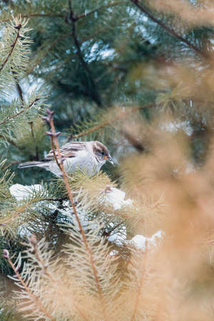 female of small beautiful bird house sparrow, Passer domesticus, bird sitting on the tree branch in winter gardenの写真素材