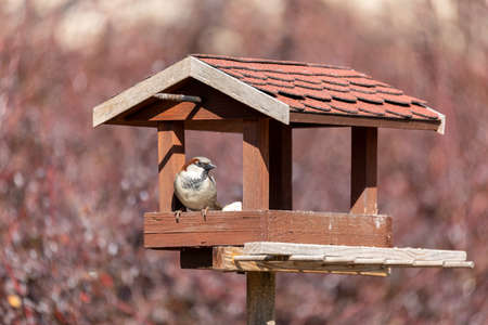 male of house sparrow, Passer domesticus, feeding in simple homemade wooden bird feeder, birdhouse installed on winter garden in sunny dayの写真素材