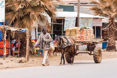 Azezo, Amhara Region, Ethiopia - April 22, 2019: Ethiopian man with a horse-drawn carriage on the street. City Azezo, Ethiopia, Africaのeditorial素材