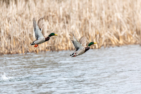 Flying couple of duck over the pond. wild bird mallard (Anas platyrhynchos) in countryside. Czech Republic, Europe wildlifeの写真素材