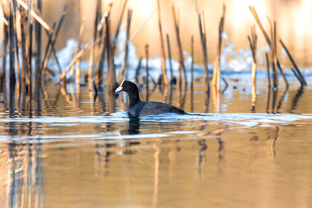 water bird Eurasian coot, Fulica atra feeding in reeds on pond. Czech Republic, Europe Wildlifeの写真素材